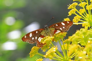 Akdeniz Hanmeli Kelebei (Limenitis reducta)