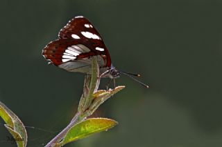 Akdeniz Hanmeli Kelebei (Limenitis reducta)
