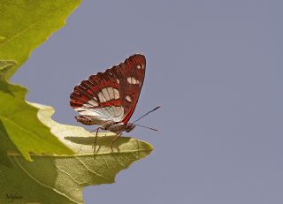 Akdeniz Hanmeli Kelebei (Limenitis reducta)