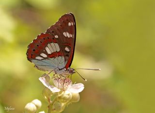 Akdeniz Hanmeli Kelebei (Limenitis reducta)