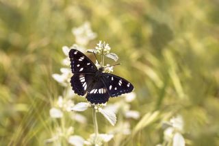 Akdeniz Hanmeli Kelebei (Limenitis reducta)