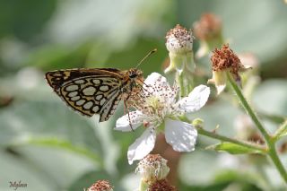 Beyaz Benekli Zpzp (Heteropterus morpheus)