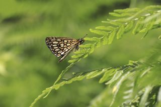 Beyaz Benekli Zpzp (Heteropterus morpheus)