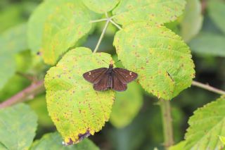 Beyaz Benekli Zpzp (Heteropterus morpheus)