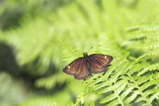 Beyaz Benekli Zpzp (Heteropterus morpheus)