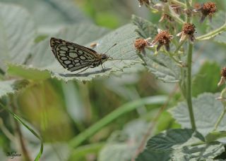 Beyaz Benekli Zpzp (Heteropterus morpheus)