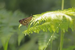 Beyaz Benekli Zpzp (Heteropterus morpheus)