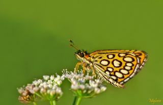 Beyaz Benekli Zpzp (Heteropterus morpheus)