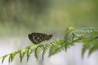 Beyaz Benekli Zpzp (Heteropterus morpheus)