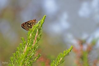 Beyaz Benekli Zpzp (Heteropterus morpheus)