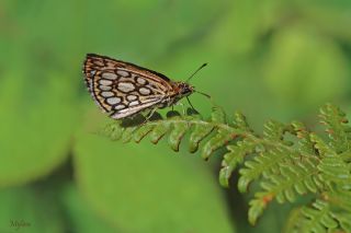 Beyaz Benekli Zpzp (Heteropterus morpheus)