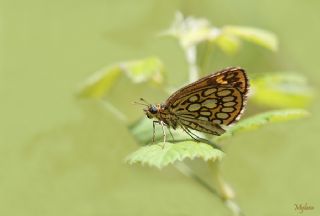 Beyaz Benekli Zpzp (Heteropterus morpheus)