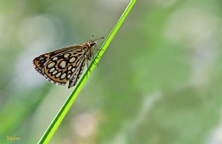 Beyaz Benekli Zpzp (Heteropterus morpheus)
