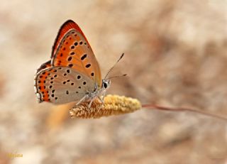 Kk Ate Gzeli (Lycaena thersamon)