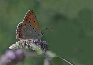 Kk Ate Gzeli (Lycaena thersamon)