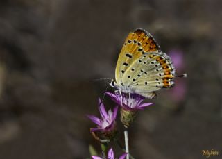 Kk Ate Gzeli (Lycaena thersamon)