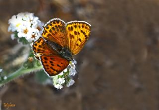 Kk Ate Gzeli (Lycaena thersamon)