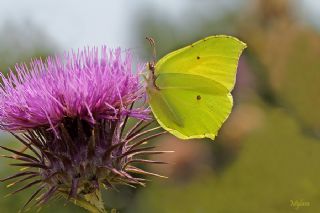 Orakkanat (Gonepteryx rhamni)