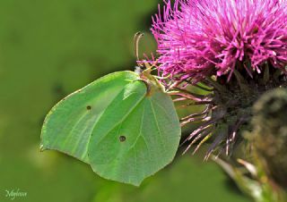 Orakkanat&nbsp;(Gonepteryx&nbsp;rhamni)