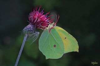 Orakkanat (Gonepteryx rhamni)