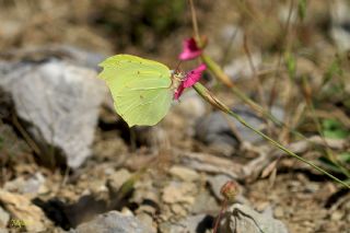 Orakkanat (Gonepteryx rhamni)