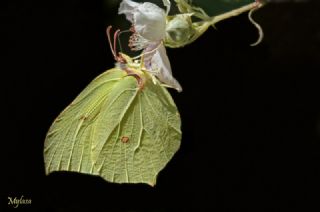 Orakkanat&nbsp;(Gonepteryx&nbsp;rhamni)