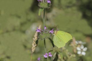 Orakkanat (Gonepteryx rhamni)