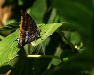 ift Kuyruklu Paa (Charaxes jasius )