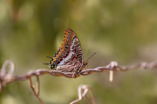 ift Kuyruklu Paa (Charaxes jasius )