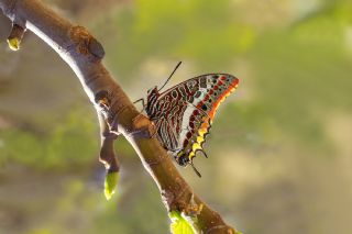 ift Kuyruklu Paa (Charaxes jasius )