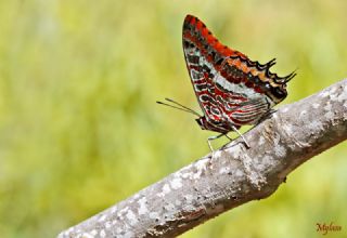 ift Kuyruklu Paa (Charaxes jasius )