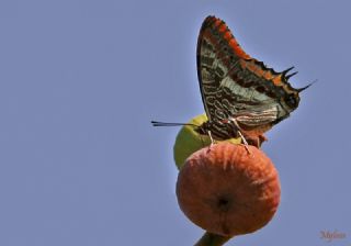 ift Kuyruklu Paa (Charaxes jasius )