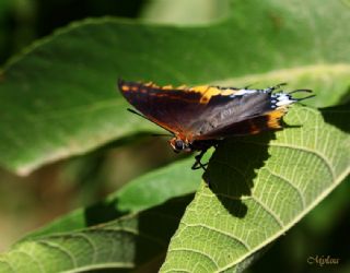 ift Kuyruklu Paa (Charaxes jasius )