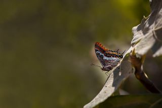 ift Kuyruklu Paa (Charaxes jasius )