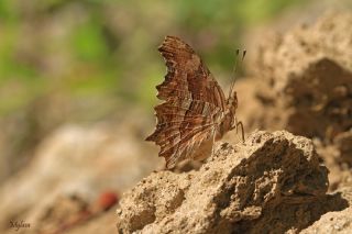 Anadolu Yrtkprt (Nymphalis egea)