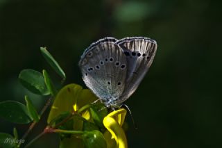 Anadolu Devmavisi (Iolana lessei)