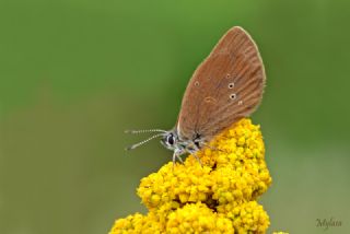 Esmer Korubeni&nbsp;(Phengaris&nbsp;nausithous)
