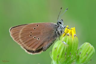 Esmer Korubeni&nbsp;(Phengaris&nbsp;nausithous)