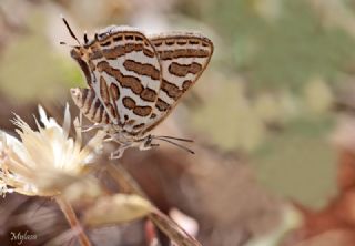 eytanck (Cigaritis acamas)