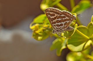 eytanck (Cigaritis acamas)