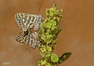 �eytanc�k&nbsp;(Cigaritis&nbsp;acamas)