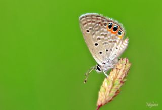Mcevher Kelebei (Chilades trochylus)