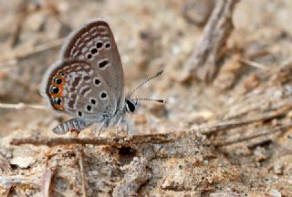 Mcevher Kelebei (Chilades trochylus)