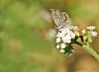 Mcevher Kelebei (Chilades trochylus)