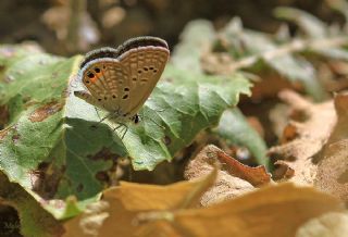 Mcevher Kelebei (Chilades trochylus)