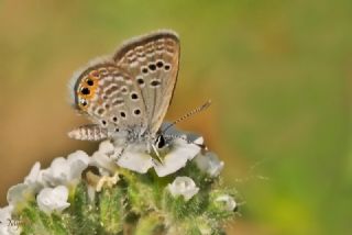 Mcevher Kelebei (Chilades trochylus)