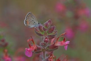Mcevher Kelebei (Chilades trochylus)