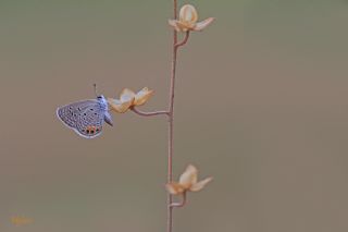 Mcevher Kelebei (Chilades trochylus)