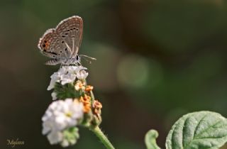 Mcevher Kelebei (Chilades trochylus)