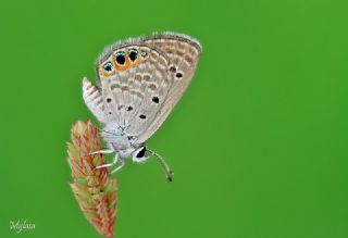 Mcevher Kelebei (Chilades trochylus)